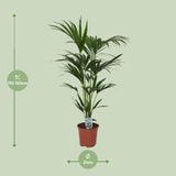 Howea forsteriana - Ø21cm - ↕120cm - Ø21 - ↨120cm