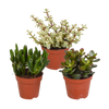Crassula mix 8.5 cm - zonder pot - 3x