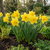 70x Narcissus Yellow - Gele narcis - Geel - Voorjaarsbloeier - Bolmaat 10/12