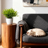 Green boutiQ - Kamerplant - Bamusa Pogonatherum Monica - Bamboegras - Huisdiervriendelijke Plant - Groen - 4 Planten - met Potter Wit - Pot 12cm - Hoogte 20cm