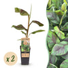 Green boutiQ - Fruitplant - Musa Ever Red - Bananenboom - Winterhard - Groen-Rood - 2 Planten - Pot 15cm - Hoogte 50cm