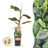 Green boutiQ - Fruitplant - Musa Ever Red - Bananenboom - Winterhard - Groen-Rood - 2 Planten - Pot 15cm - Hoogte 50cm