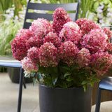 Green boutiQ - Tuinplant - Hydrangea panniculata Living Little Rosy - Pluimhortensia - Winterhard - Roze - 1 Plant - Pot 12cm - Hoogte Hoogte 20-30cm