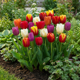 30x Tulipa Triumph Mix - Triomftulp mix - Diversen - Voorjaarsbloeier - Bolmaat 11/12