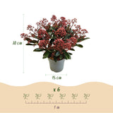 Green boutiQ - Terrasplant - Skimmia japonica Rubella - Boem Rood - 15+ Bloemen - 3 Planten - Winterhard - Pot 15cm Hoogte 30cm