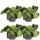 Green boutiQ - Kamerplant - Maranta Fascinator Silverband - Gebedsplant - Huisdiervriendelijke Plant - Groen - 4 Planten - met Potter Grijs - Pot 12cm - Hoogte 25cm
