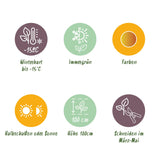Green boutiQ - Tuinplant - Leucothoe Curly Gold - Geel - 1 Plant - Groenblijvend - Weinig Onderhoud - Pot 17cm Hoogte 40cm