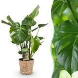 Green BoutiQ - Green is... Kamerplanten - Monstera Deliciosa - Gatenplant - Weinig onderhoud - met mand - Groen - 1 Plant - Pot 21cm - Hoogte 70-80cm
