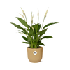 Spathiphyllum 12 Cm Torelliin ELHO Vibes Fold 14cm geel