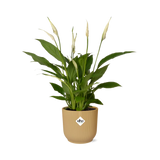 Spathiphyllum 12 Cm Torelliin ELHO Vibes Fold 14cm geel