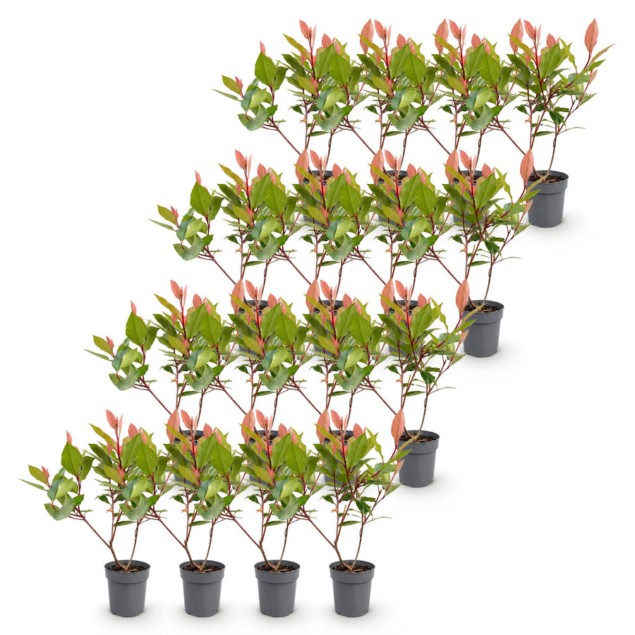 Photinia fraseri Little Red Robin — Glansmispelhaag, 16 stuks, 25-35 cm