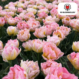 Tulpenbollen Password — roze dubbelbloemige tulp, 20 stuks (maat 11/12)