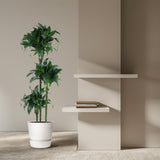 Dracaena Tatuade - 140 cm - ø24