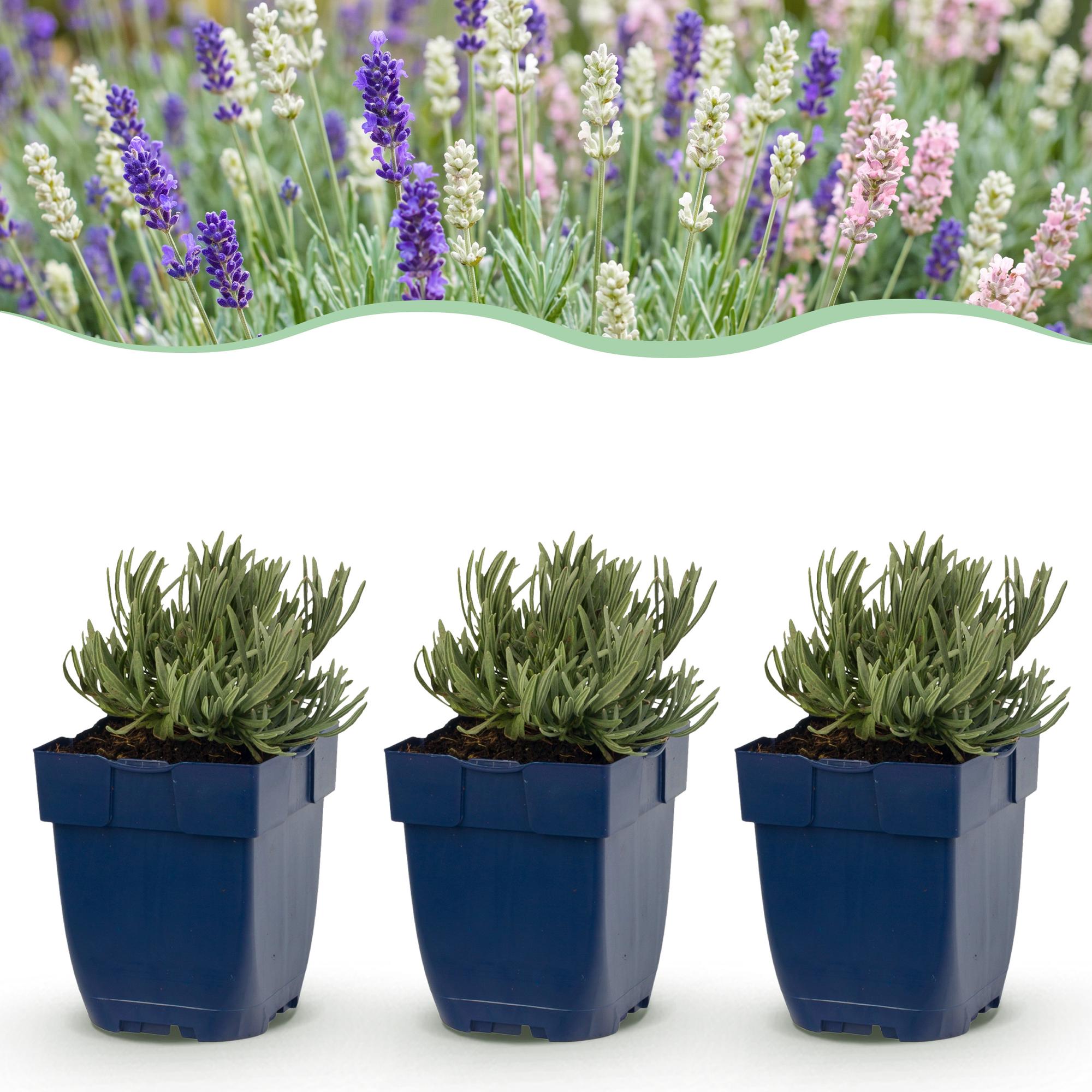 Green boutiQ - Vasteplant - Lavandula Tricolour - Lavendel - Geurend - Blauw - Roze - Wit - 12 Planten - Pot 11cm - Hoogte 15-25cm