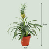 Ananasplant Mi Amigo - 4 Stuks - Ø 12 cm - Hoogte: 35 - 40 cm