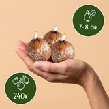 Krokusbollen wit — grootbloemige witte krokus, 240 stuks (maat 7/8)