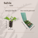 Salvia – 6 Pluggen | Kweek & Geniet van Prachtige Salvia