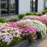 Green boutiQ - Vasteplant - Phlox Tricolour - Vlambloem - Bodembedekkend - Paars - Roze - Wit - 6 Planten - Pot 11cm - Hoogte 15-25cm