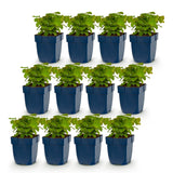 Green boutiQ - Vasteplant - Epimedium perralch. Frohnleiten - Elfenbloem - Schaduw - Geel - 12 Planten - Pot 11cm - Hoogte 15-25cm
