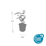 24x Hypericum inodorum - ↕10-25cm - Ø9cm