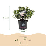 Green boutiQ - Dwerg Rhododendron - Rhododendron Bloombux Light Pink - Bloeiende Buxus - Weinig Onderhoud - Licht Roze Bloem - 1 Plant - Pot 23cm - Hoogte 45-55cm