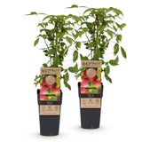 Green boutiQ - Fruitplant - Rubus idaeus Ottawa - Frambozenplant - Winterhard - Rode Framboos - 2 Planten - Pot 15cm - Hoogte 50cm