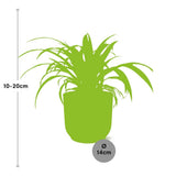 Chlorophytum Comosum Variegatum in ELHO Vibes Fold 14cm geel