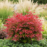 Green boutiQ - Tuinplant - Nandina Blush Pink - Donker Roze - 1 Plant - Groenblijvend - Weinig Onderhoud - Pot 17cm Hoogte 40cm