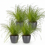 Green boutiQ - Kamerplant - Cyperus alternifolius Zumula - Kattengras - Huisdiervriendelijke Plant - Groen - 4 Planten - met Potter Grijs - Pot 12cm - Hoogte 20cm