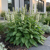 Green boutiQ - Vasteplant - Stachys off. Alba - Ezeloor - Bijen- en vlinderlokkers - Wit - 1 Plant - Pot 11cm - Hoogte 15-25cm
