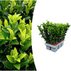 1x 6 pack Euonymus 'Green Spire' -Ø 7 cm - ↨ 15 cm