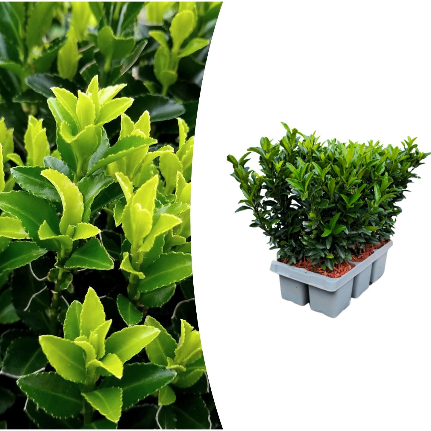 1x 6 pack Euonymus 'Green Spire' -Ø 7 cm - ↨ 15 cm