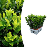 1x 6 pack Euonymus 'Green Spire' -Ø 7 cm - ↨ 15 cm