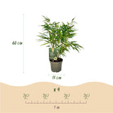 Green boutiQ - Grassen - Fargesia Rufa - Niet Woekerende Bamboe - Bladhoudend - Groen - 1 Plant - Pot 17 cm - Hoogte 60 cm