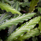 Green BoutiQ - Green is... Kamerplanten - Calathea Rufibarba - Pauwen plant - Weinig onderhoud - met mand - Groen - 2 Planten - Pot 17cm - Hoogte 55-60cm