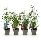 Green boutiQ - Bamboe - Fargesia mix Rainbow - Zwart, Rood, Blauw en Groen - 4 Planten - Bladhoudend - Niet Woekerend- Pot 14cm Hoogte 35cm