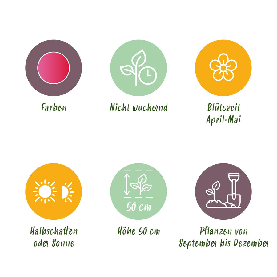 Tulpenbollen Triumph Pink — roze, 15 stuks (bolmaat 11/12)