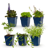 Green boutiQ - Vasteplant - Borderpakket - Bodembedekend - Diversen - Soorten en kleuren - 6 Planten - Pot 11cm - Hoogte 15-25cm