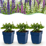 Green boutiQ - Vasteplant - Salvia Tricolour - Salie - Geurend - Paars - Roze - Wit - 24 Planten - Pot 11cm - Hoogte 15-25cm