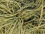 12x Carex oshim. 'Evergold'- ↕10-25cm - Ø9cm
