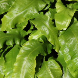 24x Asplenium scolopendrium - ↕10-25cm - Ø9cm