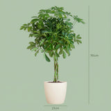 Schefflera Arab Nora met Potter wit- 70cm - Ø21