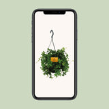 Parthenocissus Striatha Hang - Ø15cm - ↕15cm