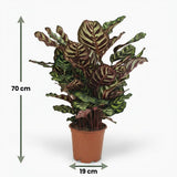 Green boutiQ - Kamerplant - Pauwenplant - Calathea Makoyana - Groen - Weinig onderhoud - 1 Plant - Pot 19cm - Hoogte 70cm