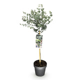 Green boutiQ - Plant op Stam- Eucalyptus gunni Azure - Terras Plant - Bladhoudend - Winterhard- Grijs Blad - Pot 19cm Hoogte 70 - 90cm