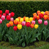 Green boutiQ - Bloembollen - Tulp Darwin Hybride Mix - Diversen Kleuren - 40 stuks - Bolmaat 10/12
