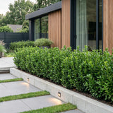Green boutiQ - 40x Euonymus japonica Green Spire - Kardinaalsmuts - Haagplanten - Groenblijvend - Groen - Pot 9cm - Hoogte 20-25cm