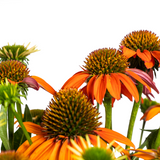 Echinacea Purpurea Orange Ø19cm - ↕60 - 70cm