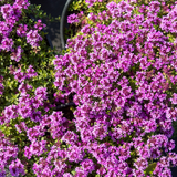 24x Thymus praecox 'Coccineus' - ↕10-25cm - Ø9cm