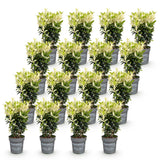 Green boutiQ - 16x Euonymus japonica Paloma Blanca - Kardinaalsmuts - Haagplanten - Groenblijvend - Groen - Wit - Pot 9cm - Hoogte 20-30cm